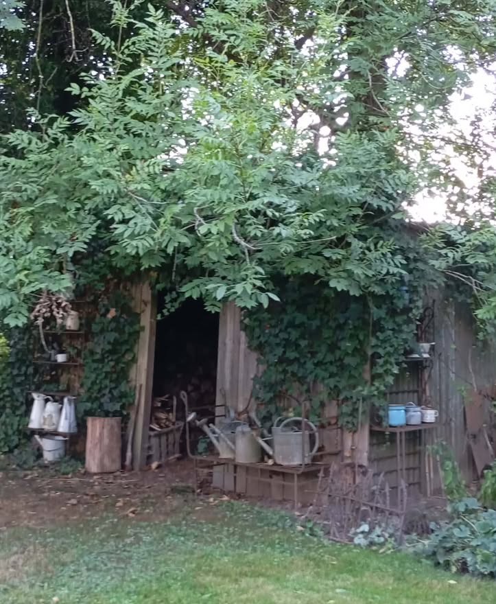 Abri en bois couvert de lierre avec arrosoirs anciens dans un jardin à Bertrix